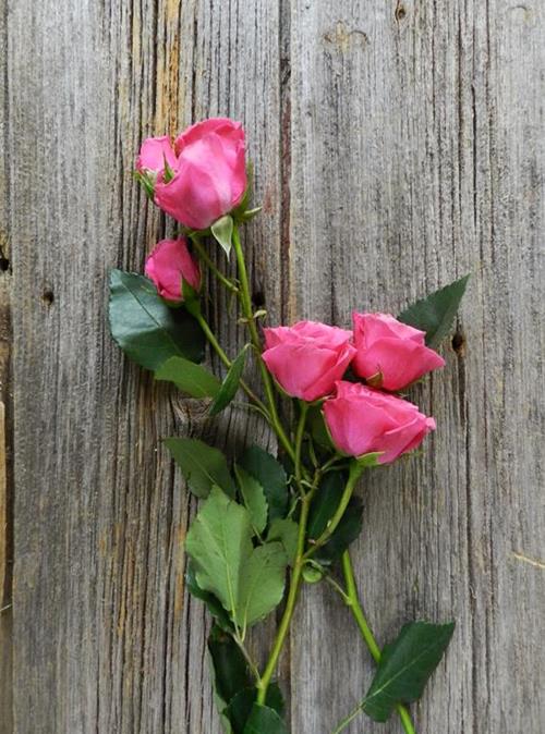  HOT PINK SPRAY ROSES